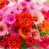 Eden Brothers Zinnia Seeds - Dahlia Flowered Mix, Non-GMO Seeds