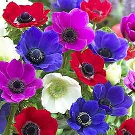 25 Anemone "De Caen" Flower Bulbs for Planting | Multicolor Mix | Ships from Iowa, USA | Flower Bulbs for Planting