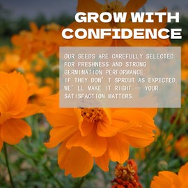 Orange Cosmos Seeds Pack - Beautiful Garden Flowers Seeds
