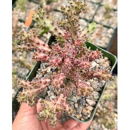 Generic Edithcolea Grandis | Live Plant | Live Succulent, White