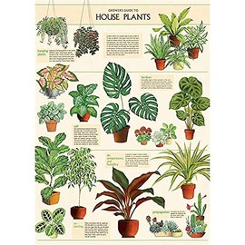 Cavallini Decorative Wrap Poster, House Plants, 20 x 28 inch Italian Archival Paper (WRAP/HP)