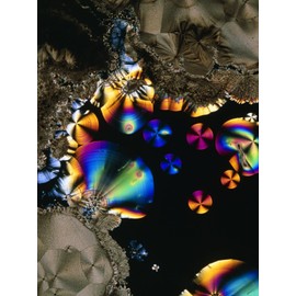 ART.COM Wall Photographic Print Light micrograph of vitamin C crystals, 12" x 16"