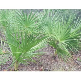 Chill Hill Farms Saw Palmetto Berries | 2 oz | Serenoa Repens | Sun Dried | Whole Berry | USA