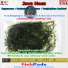 Java Moss Live Water Plant for Aquarium Fish Tank -