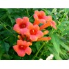 70 HUMMINGBIRD TRUMPET CREEPER VINE Campsis Radicans Flower Seeds