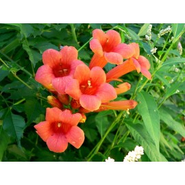 70 HUMMINGBIRD TRUMPET CREEPER VINE Campsis Radicans Flower Seeds