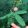 Mimosa Pudica Sensitive Plant No Touch Premium Seeds for Planting