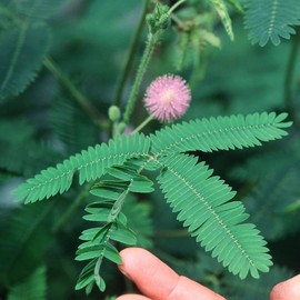 Mimosa Pudica Sensitive Plant No Touch Premium Seeds for Planting Packet Great for Kids!