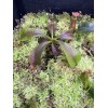 Carnivero Nepenthes Vetchii Kelabit Highlands x S.O.M. x L.V.B.