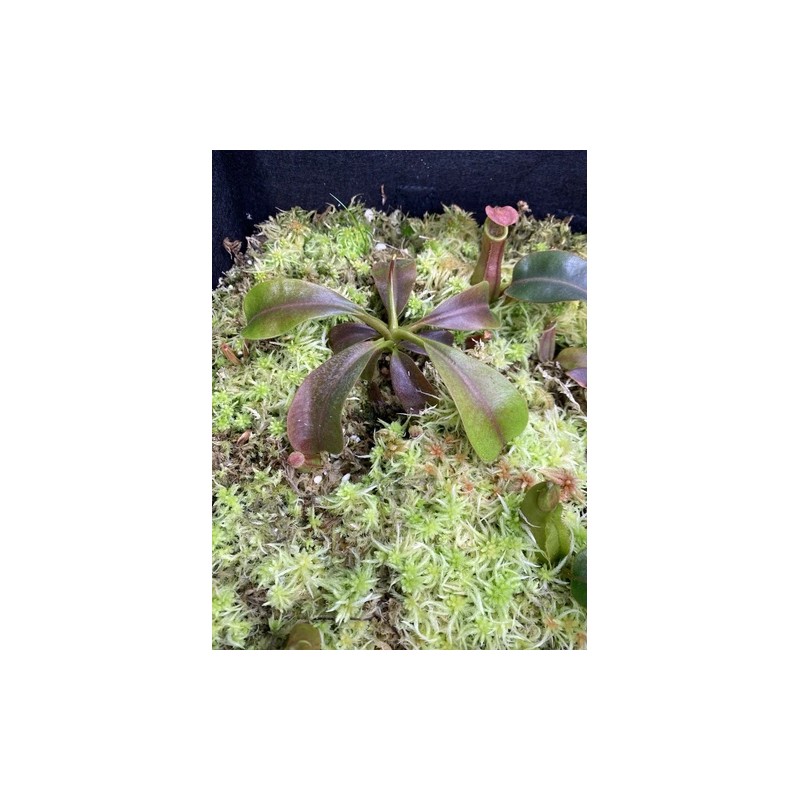 Carnivero Nepenthes Vetchii Kelabit Highlands x S.O.M. x L.V.B.