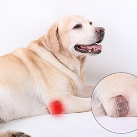 (S/M) Canine Hock Brace for Rear Legs,Joint Warps Strong Support Help for Hind Leg Injuries Sprains Arthritis Torn ACL(1Pair),Dog Leg Brace for Fornt and Back Leg,