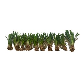 Super Blue Liriope Muscari - 50 Bare Root Plants - Evergreen Ground Cover Grass
