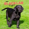 Black Labrador Retriever Puppies | 2024 12 x 24 Inch
