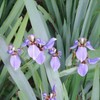 Walking Iris Regina | 20 Live Plants | Giant Apostle