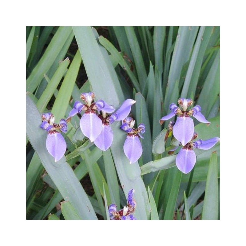 Walking Iris Regina | 20 Live Plants | Giant Apostle