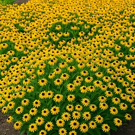 Perennial Farm Rudbeckia x 'American Gold Rush' – Live Perennial Black-Eyed Susan Plant, Size #1 Container, Bright Yellow Flowers – Deer Resistant, Long Blooming, Full Sun