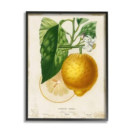Stupell Industries Yellow Lemon Citrus Blossom with French Script Studio W Black Framed Wall Art, 16 x 20