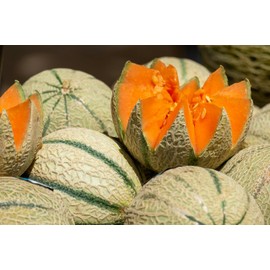 “Charentais” Heirloom Melon Seeds – Rare French Heirloom Melon – Harvest Miniature Cantaloupes in 90 Days | Always Open-Pollinated | USA Grown Heirloom Seeds by Liliana's Garden |