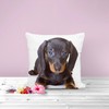 The Beach Stop Decorative Dachshund Dog Scatter Cushion Cover |