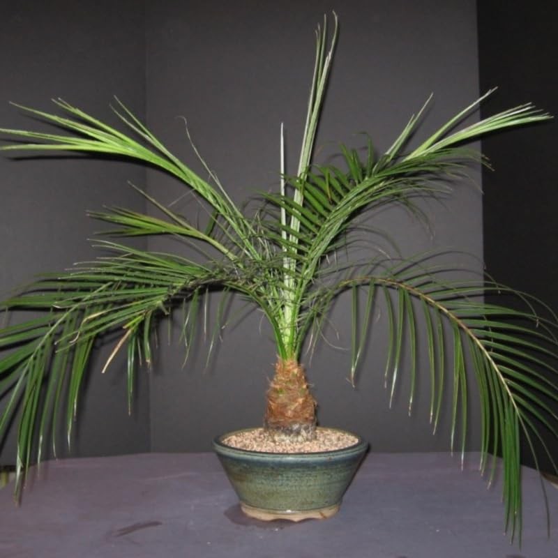 CEMEHA SEEDS - Seeds Canary Palm Tree (Scientific Name: Phoenix