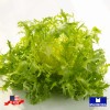 Maxboba Endive Seeds Frisee Non-GMO Heirloom - 500 Seeds