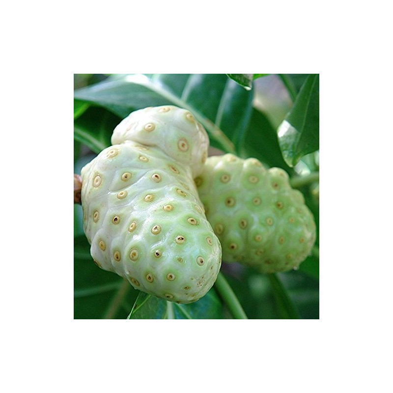 Palm Beach Medicinal Herbs - Noni Tree (Morinda Citrifolia) -
