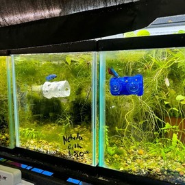 Betta Fish Hide Tube for Aquarium Pets - Safe and Secure Betta Fish Tank Accessory - Color: Black