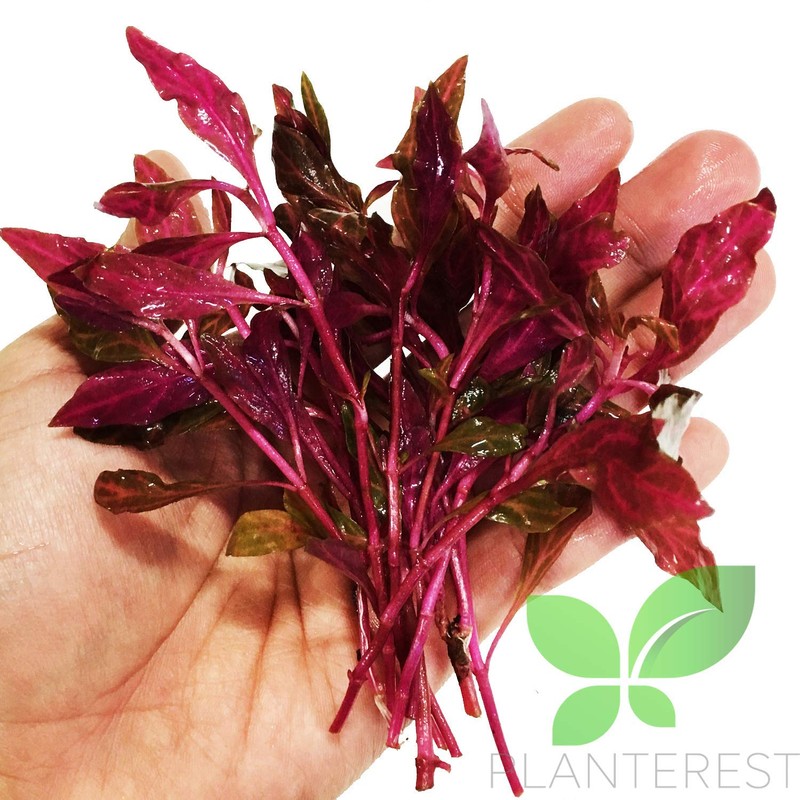 Planterest – Alternanthera Bundle Live Aquarium Plant Decorations BUY2GET1FREE