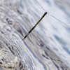 Guru Potence Feeder Left