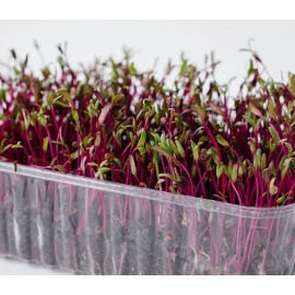 Axel's Garden Seeds Bulls Blood Beet MICROGREEN Seeds | NON-GMO | Heirloom | Seeds for Sprouting - 10 Seeds