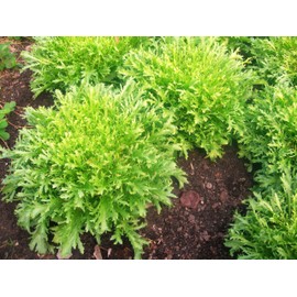 TomorrowSeeds - Frisee Endive Seeds - 500+ Count - For 2025 Planting Yellow Green Chicory Curly Leaf French Bitter Leafy Salad Greens Radicchio Heirloom Vegetable Grow Your Own Home Farm Patio Healthy