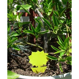 Yellow Dual Sticky Fly Traps (10 Pack) for Fruit Fly Gnat Whiteflies Fungus Gnats Small Insects Houseplant Eco Friendly 21C Save A Garden Flower Shape