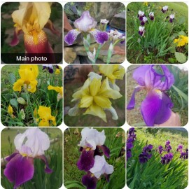 Fresh 8x MIXED VARIETIES/COLO