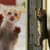 Hsyan Window Fly Screen, Cat Safe, Cat Screen, Window, No
