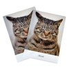 Pheasant Cat Clear File Photo A5 Size, Made in Japan,