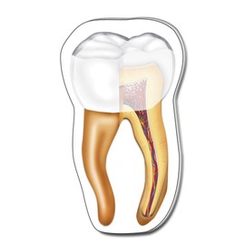 Tooth Sticky Note 10 Pack, Paper Count 100