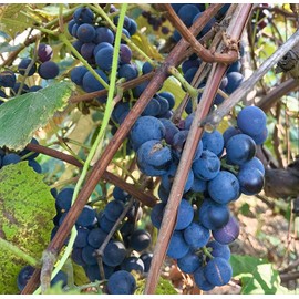 Concord Grape Seeds (Vitis labrusca 'Concord') 10+ Organic Michigan Concord Grape Vine Seeds