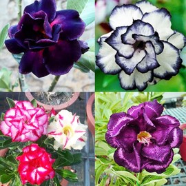5+ Desert Rose Seeds for Planting Outdoors- Perennial Exotic Tropical Rose Flower Planting Non-GMO Heirloom