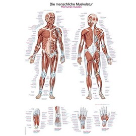 'The Human Muscular System Anatomical Chart Educational Plaque Anatomy Poster Various Sizes, , 50 cm x 70 cm, ,