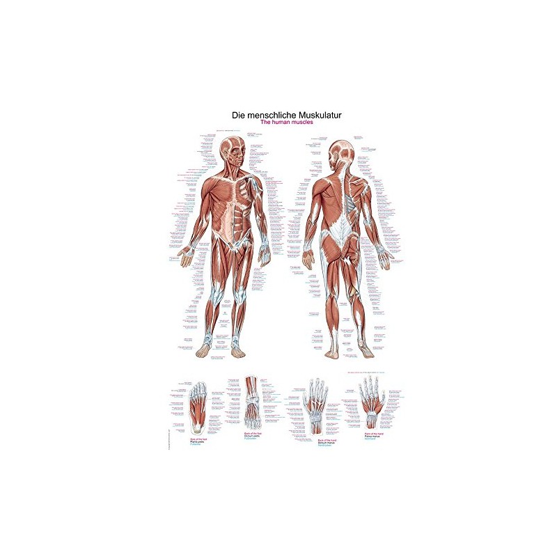 'The Human Muscular System Anatomical Chart Educational Plaque Anatomy Poster