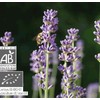 Lavender Pika P-101 Essential Oil/Aroma Oil Essential Oil / Essential