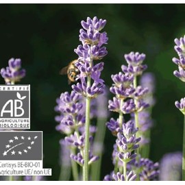 Lavender Pika P-101 Essential Oil/Aroma Oil Essential Oil / Essential Oil