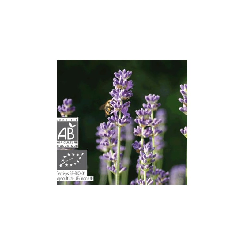 Lavender Pika P-101 Essential Oil/Aroma Oil Essential Oil / Essential