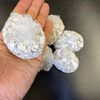 Waka Sterilized Clean Oyster Shells 5 Bags Aquarium Filter Material