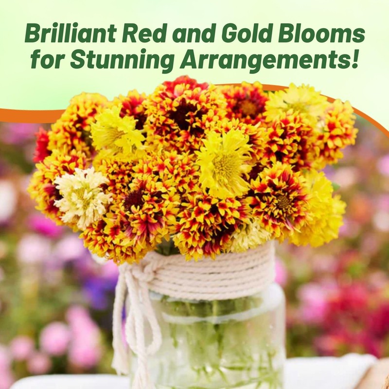 Outsidepride Gaillardia Pulchella Sundance Bicolor Blanket Seeds for Planting -