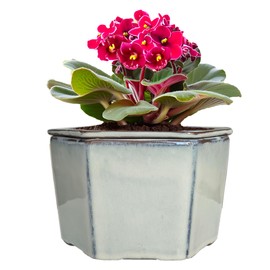 Dphagesy African Violet Pots 6 inch Hexagon Self-Watering Ceramic Violet Pots 5.11'' Opening (Cream White)