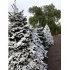 VICKJES Peak Seasons 11105 5 Lbs White SNO-Bond Flock in