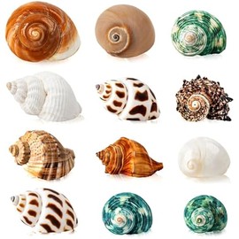 12PCS Hermit Crab Shells | Natural Sea Conch Size 1.6"-3.2" | Growth Turbo for Small to Medium and Large Crabs, Saltwater Hermit Crab Supplies and Sea Shell for Beach Decor