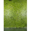 Duckweed (1000+) High Quality Floating Indoor Grown Aquarium Plant