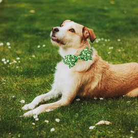 Babole Pet St Patricks Day Dog Collar with Bow Tie - Cotton Beer Clover Green Bowtie Dog Collar Adjustable Heavy Duty Holiday Dog Collars for Small Medium Large Dogs M